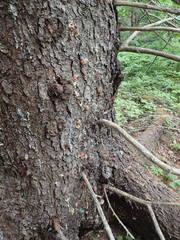 Dendroctonus rufipennis