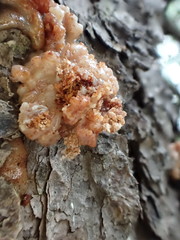 Dendroctonus rufipennis