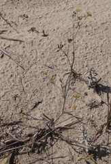 Bupleurum marschallianum