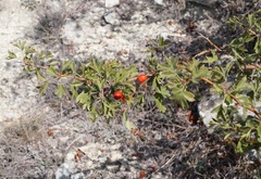 Crataegus sphaenophylla