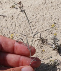 Bupleurum marschallianum