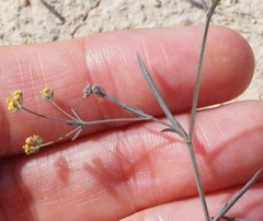 Bupleurum marschallianum