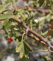 Crataegus sphaenophylla