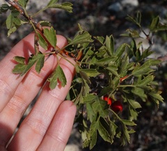 Crataegus sphaenophylla