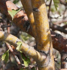 Crataegus sphaenophylla