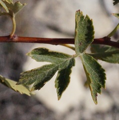 Crataegus sphaenophylla