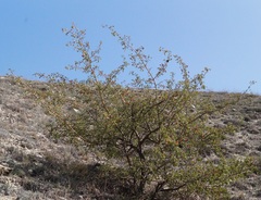 Crataegus sphaenophylla