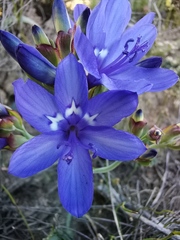 Codonorhiza elandsmontana