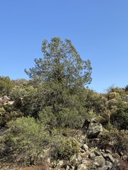Pinus quadrifolia