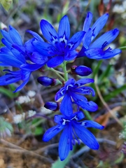 Codonorhiza elandsmontana