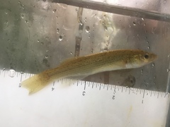 Fundulus catenatus