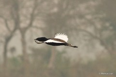 Houbaropsis bengalensis