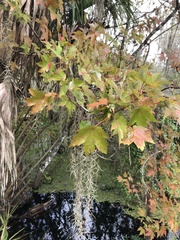 Acer rubrum image