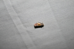 Eumarozia malachitana