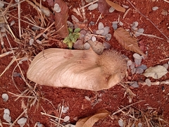 Centrolobium tomentosum