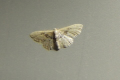 Idaea intermedia