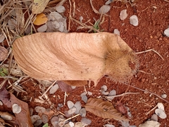 Centrolobium tomentosum