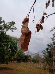 Centrolobium tomentosum