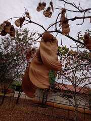 Centrolobium tomentosum