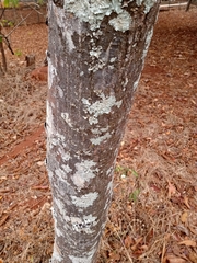 Centrolobium tomentosum