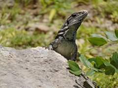 Ctenosaura similis similis