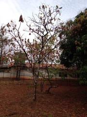 Centrolobium tomentosum