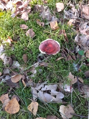 Russula