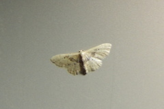 Idaea intermedia