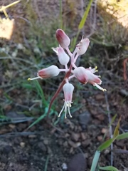 Lachenalia polyphylla