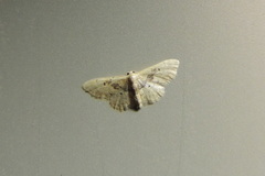 Idaea intermedia
