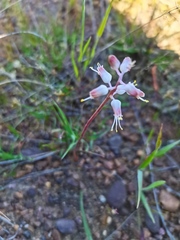 Lachenalia polyphylla
