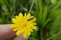 Platycheirus albimanus