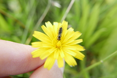 Platycheirus albimanus