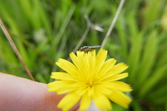 Platycheirus albimanus
