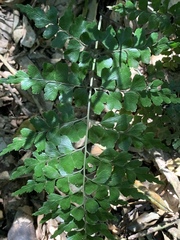 Asplenium splendens splendens