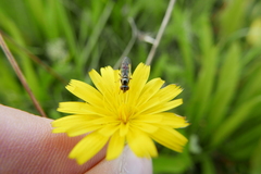 Platycheirus albimanus