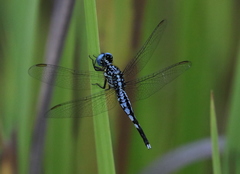 Acisoma attenboroughi