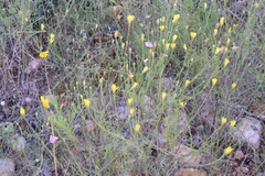 Helenium amarum