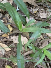 Chlorophytum comosum