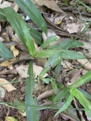 Chlorophytum comosum