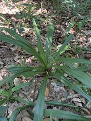 Chlorophytum comosum