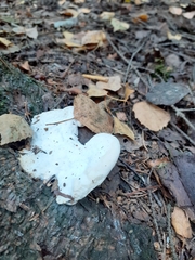 Calcipostia guttulata
