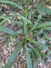 Chlorophytum comosum