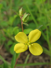 Ludwigia maritima