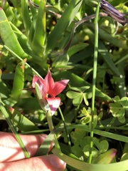 Romulea obscura