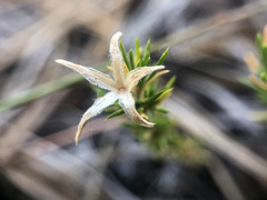 Phlox caespitosa