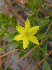 Hypoxis juncea