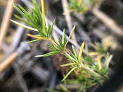 Phlox caespitosa