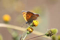 Lycaena panava