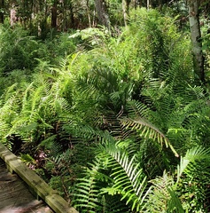 Nephrolepis biserrata